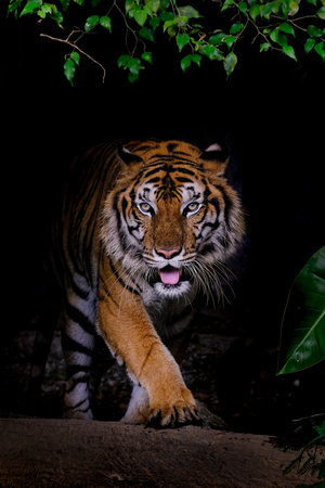 Tiger portrait of a bengal tiger in Thailand on a black backgrouの写真素材