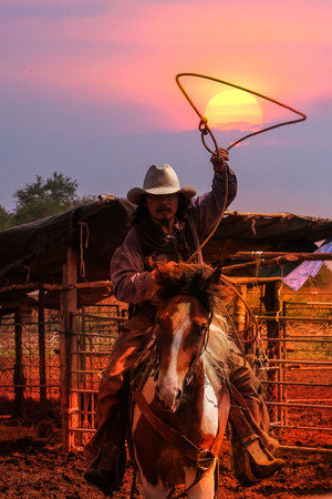 Cowboy on horseback throwing rope to catch cows on ranch at sunsetの写真素材