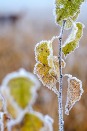 Under the influence of the first autumn frosts, the nature becomes covered with hoarfrost.の写真素材