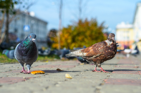 Two pigeons on the sidewalk sunny autumn day at lunch time.の写真素材
