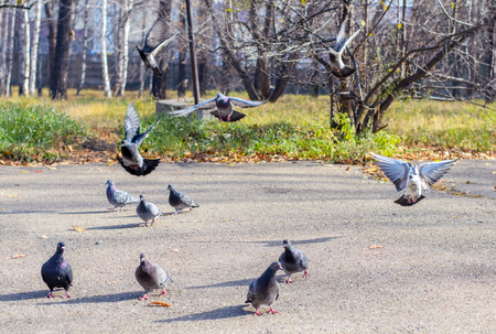 Landing of small pack of pigeons in park in the sunny, autumn afternoon.の写真素材