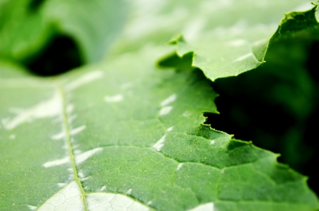 Beautiful green leaves with light spots close upの写真素材