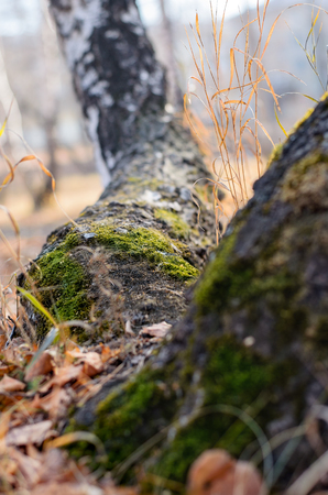 The moss growing from North side of a trunk of the bent birch.の写真素材
