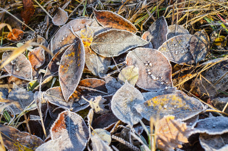 Leaves lie on the earth in the autumn morning. During the night they were covered with hoarfrost.の写真素材