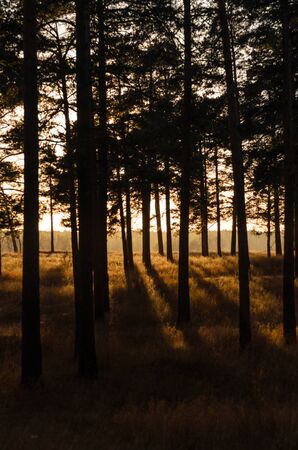 Sunset in a pine grove and a beautiful shade of trees.の写真素材