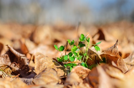 Unfading green plant among the fallen-down dry foliage.の写真素材
