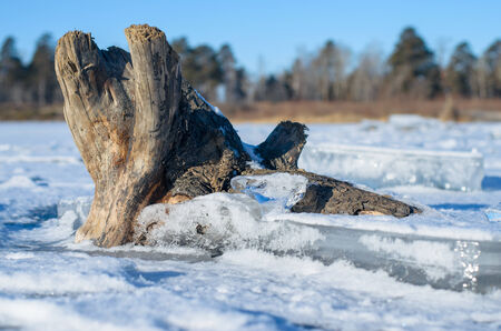 The tree chained in ices of the frozen river.の写真素材
