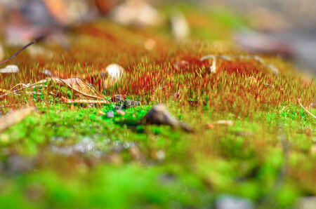 Green moss with red shoots.の写真素材