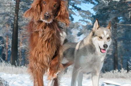 Two dogs during winter walk in the woods.の写真素材