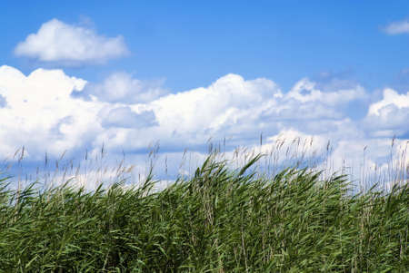 Lots of reeds against a blue and cloudy skyの写真素材