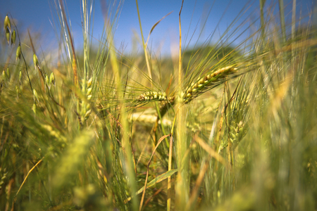 Green wheat and corn on a meadow at sunrise. Blur bokeh backgroundの写真素材
