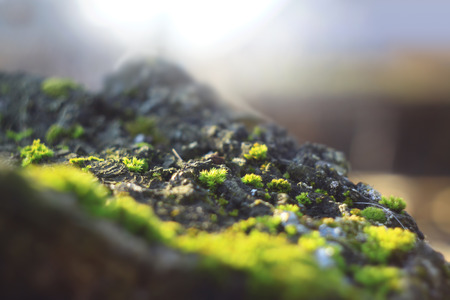 Stump with moss in the forest. Green vegetation on a rock. Background bokeh.の写真素材