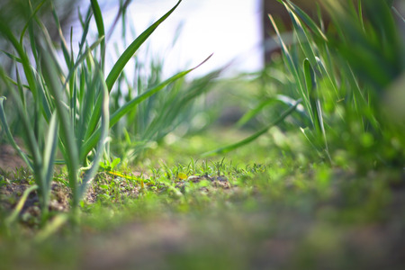 Spring green grass, spice plantation. Garlic is grown in the garden. Blur bokeh backgroundの写真素材