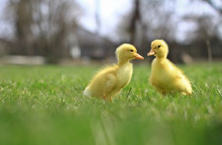 Seed small ducks and geese on the green grass. Farm in the village area. Backgroundの写真素材