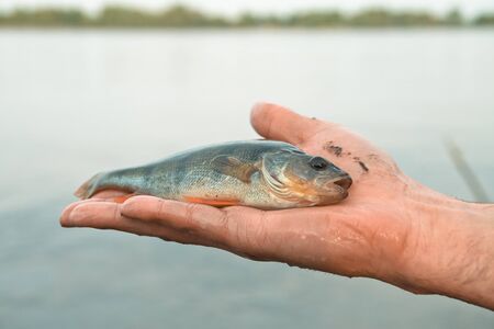 Caught trophy fishing on the hand of the fisherman. Perch and rudd. Edea in the campaign.の写真素材