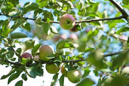 Apple tree close-up. Fruits grow in the natural environment. an ecological product for vegetarians....