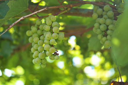 Green grapes on a branch, a bunch of berries. an ecological product for vegetarians. Stock Photo for design and backgroundの写真素材