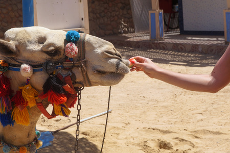 Camel on the background of Egyptian houses in the national ornament. Hurghada and Cairo Asia. Stock photo for designの写真素材