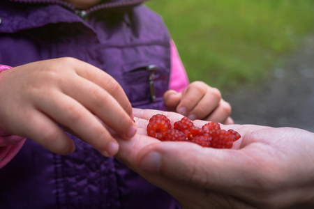 Raspberries in the hands of the Pope and mom and daughter. Lucky  and delicious food.   for designの写真素材