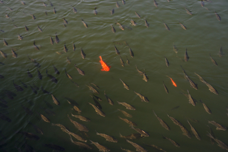 Lots of fish in a river or lake. Fishing in the mountains or in the forest.の写真素材