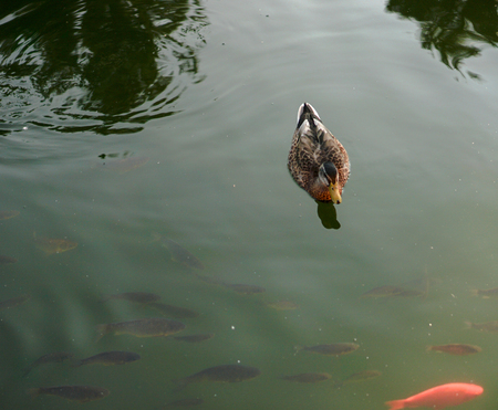 Lots of fish in a river or lake. Fishing in the mountains or in the forest.の写真素材
