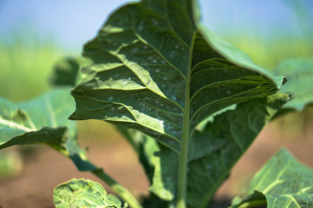 Pests on cabbage leaves. Fight with the larvae. Natural farming. Stock background, photo