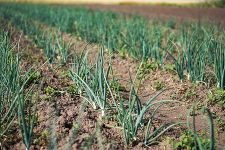 Farm garden with green onions during ripening. farm field with a big harvest. Summer business. Stock background, photoの写真素材