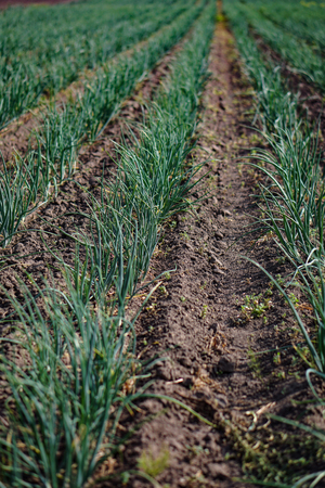 Farm garden with green onions during ripening. farm field with a big harvest. Summer business. Stock background, photoの写真素材