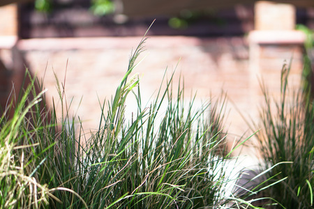 Green grass in the meadow in the rays of the sun. Weed in the park art wallpaper. Stock background, photoの写真素材