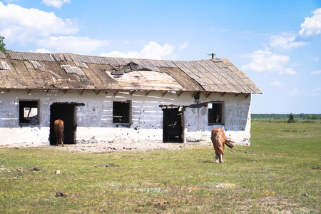 Group of horses near the sacking. sabroshenaya farm with animals. Stock background, photoの写真素材