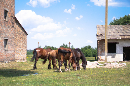 Group of horses near the sacking. sabroshenaya farm with animals. Stock background, photoの写真素材