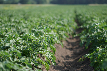 Farm garden with green potatoes during ripening. Industrial business in rural areas. Stock background, photo.の写真素材