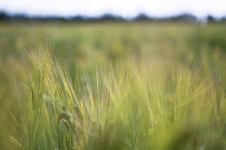 Farm garden sown wheat before maturation. farm field with a big harvest. Beautiful golden bread. Stock background, photoの写真素材
