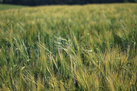 Farm garden sown wheat before maturation. farm field with a big harvest. Beautiful golden bread. Stock background, photoの写真素材