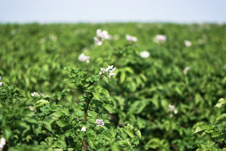 Farm garden with green potatoes during ripening. Industrial business in rural areas. Stock background, photo.の写真素材
