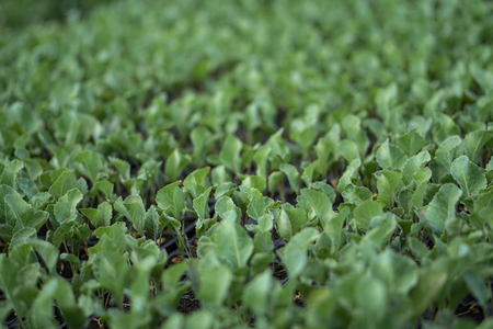 Selective Close-up of green seedling. Green salad growing from seed Farm garden in a greenhouse with watering plants. Stock background, photoの写真素材