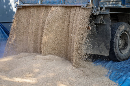 Technique pours grain at the mill. Wheat and rye as food. Stock background, photoの写真素材