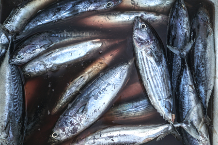 Fish market in Asia. Catching sea and ocean animals in the Indian Ocean. Tuna on shelves for sale. Exotic backgroundの写真素材