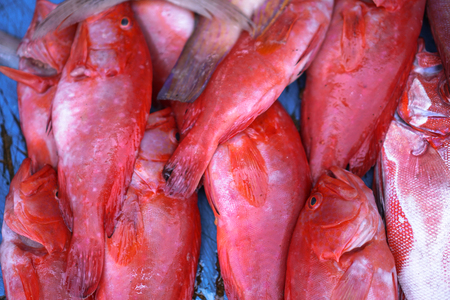 Fish market in Asia. Catching sea and ocean animals in the Indian Ocean. Tuna on shelves for sale. Exotic backgroundの写真素材