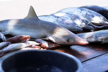 Fish market in Asia. Catching sea and ocean animals in the Indian Ocean. Tuna on shelves for sale....