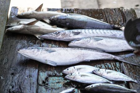 Fish market in Asia. Catching sea and ocean animals in the Indian Ocean. Tuna on shelves for sale. Exotic backgroundの写真素材