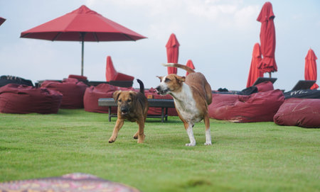 Beautiful dogs on a beautiful lawn play. Puppy runs with his mother outdoors. Pets are walking free.