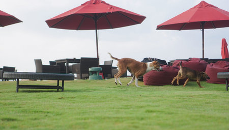 Beautiful dogs on a beautiful lawn play. Puppy runs with his mother outdoors. Pets are walking free.