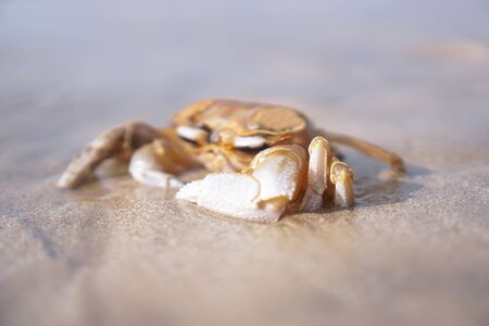 Crab on the beach of the sea is crawling in the sand. Asia and its nature.の写真素材