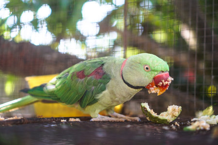 Big talking parrot in the reserve, zoo. Tropical animals in Sri Lanka. Beautiful bird in nature.の写真素材