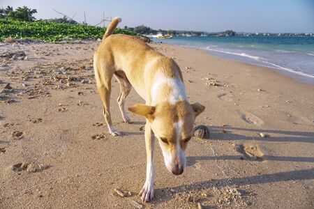Beautiful dog by the sea or ocean. An animal on the shores of the Indian Ocean in Shrilanka. The pet walks free.の写真素材