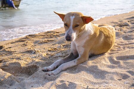 Beautiful dog by the sea or ocean. An animal on the shores of the Indian Ocean in Shrilanka. The pet walks free.の写真素材