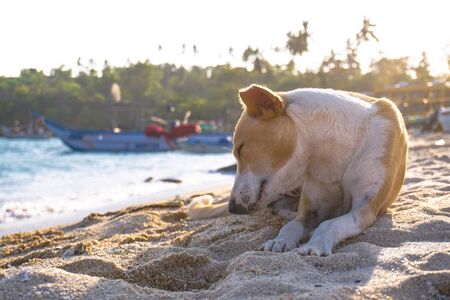 Beautiful dog by the sea or ocean. An animal on the shores of the Indian Ocean in Shrilanka. The pet walks free.の写真素材