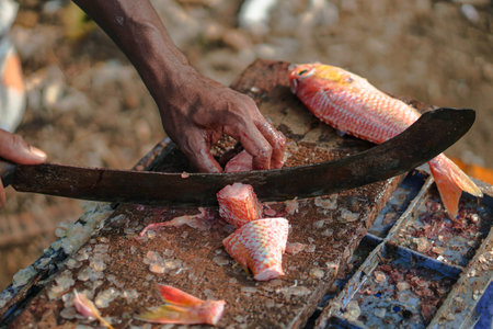 Sliced fish with a knife in the blood. big machete in fisherman's hand. Tuna on the market of Sri...