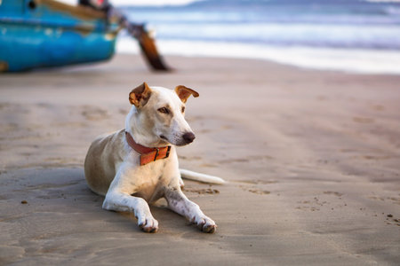 Beautiful dog by the sea or ocean. An animal on the shores of the Indian Ocean in Shrilanka. The pet...